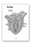 The Mystery Of The Undercover Clitoris Book By Dr. Sadie Allison